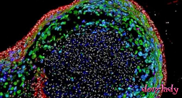 Ученые впервые вырастили пищевод из стволовых клеток
