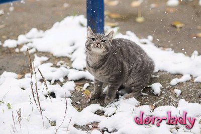 Синоптики сообщили, когда в Москве выпадет первый снег