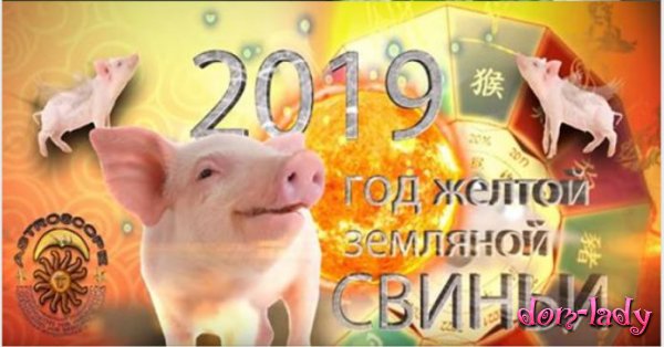 Точный гороскоп на 2019 год свиньи для каждого знака Зодиака — что ждёт каждый знак 