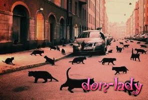 Черная кошка: приметы и суеверия, правда ли что они приносят неудачу. Если черная кошка в доме, перебежала дорогу, к чему это?