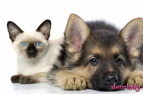 Налог на домашних животных в России: нужно ли платить за котов, собак, сколько, будет введён или нет, фейк или правда 