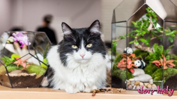 Первый в России отдельный приют для кошек предложили создать зоозащитники