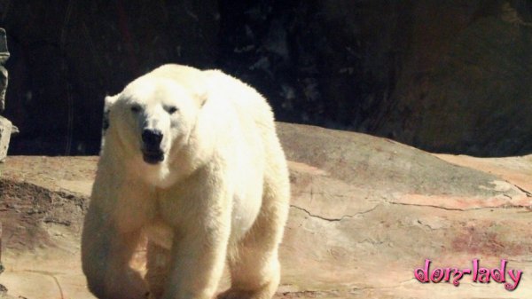 Отметил День полярного медведя московский зоопарк