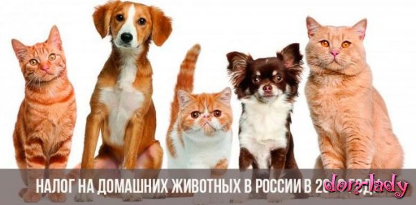 Налог на кошек и собак в России, будет налог на домашних животных в 2019 или нет: сколько платить, новости