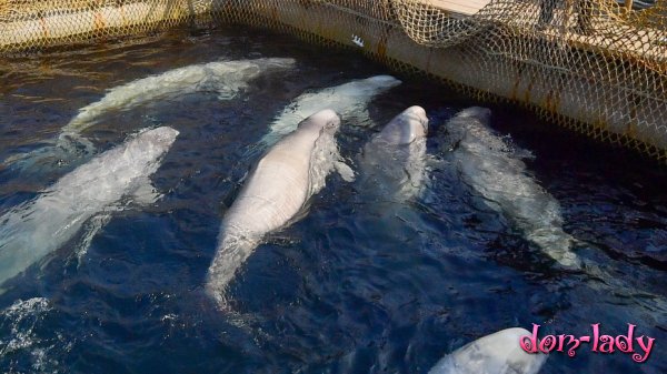 Сутки на освобождение белух и касаток: «китовой тюрьмой» занялся Кремль