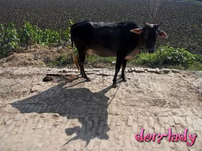 В Индии произошло еще одно убийство из-за коровы