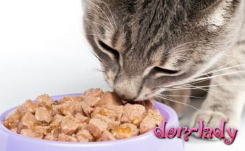 Как подобрать корм для кошки