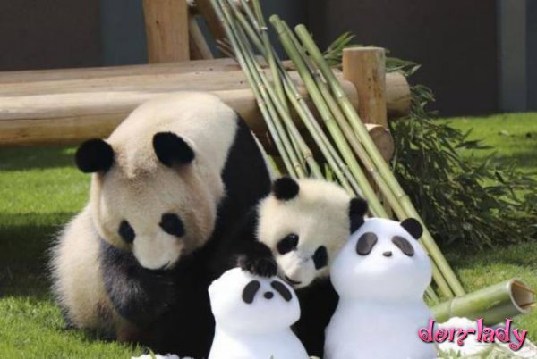 В Японии пандам ко Дню матери подарили снеговиков
