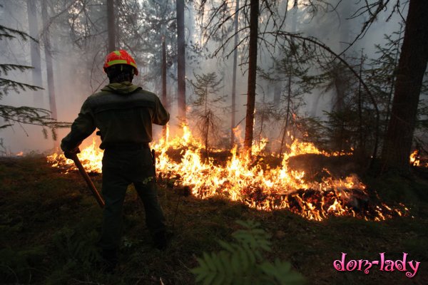 Природные пожары в России охватили почти 50 тысяч гектаров