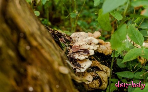 Самый древний в мире гриб нашли в Канаде