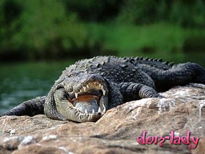 Домашние крокодилы съели двухлетнюю дочь своего хозяина