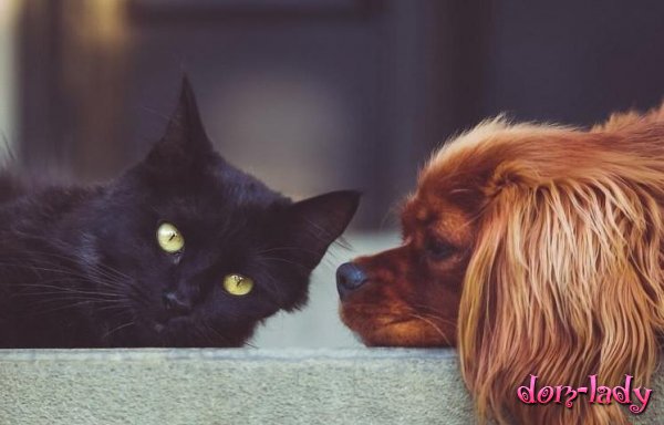 Шведские ученые объяснили любовь людей к кошкам и собакам
