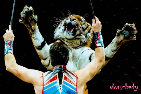 Тигры убили известного дрессировщика в итальянском цирке