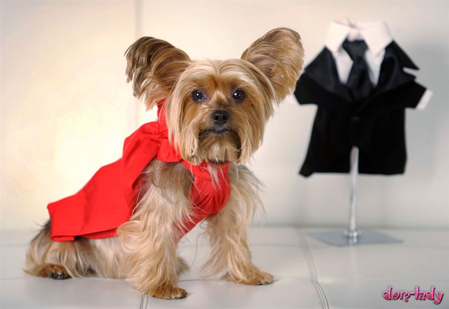 Модная одежда для собак