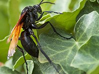 Ученые установили насекомое с самым болезненным укусом